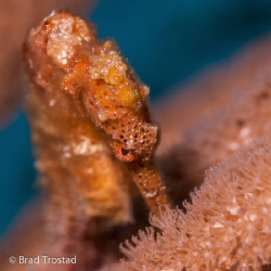 Seahorse up close in Cozumel. 
Canon 5D2, 100L macro, 1 ... by Brad Trostad 